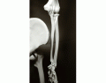 BIOL 162: elbow-wrist structures (on a skeleton)