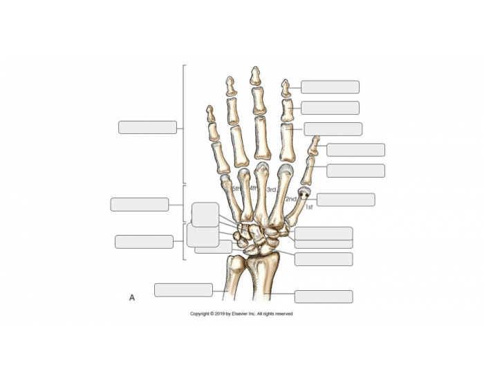 Anterior aspect of right hand and wrist Quiz