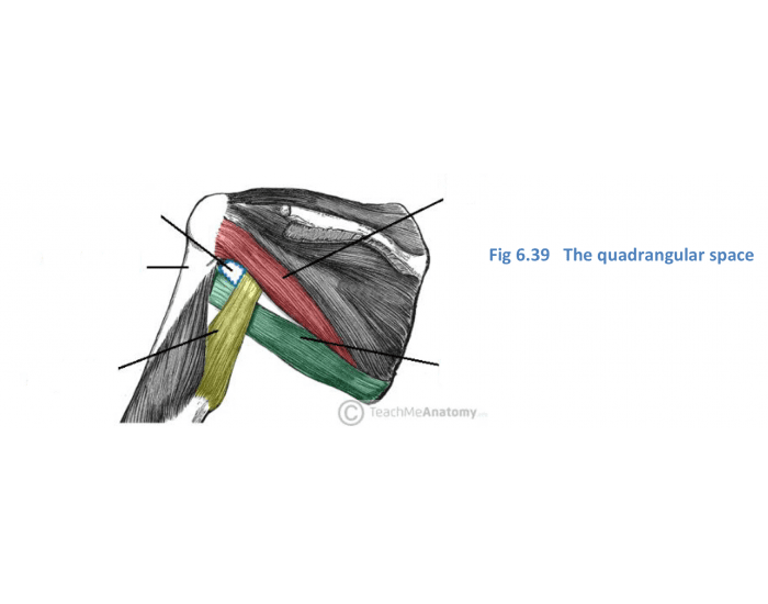 The quadrangular space Quiz