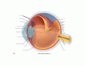 Structures of the Eye 