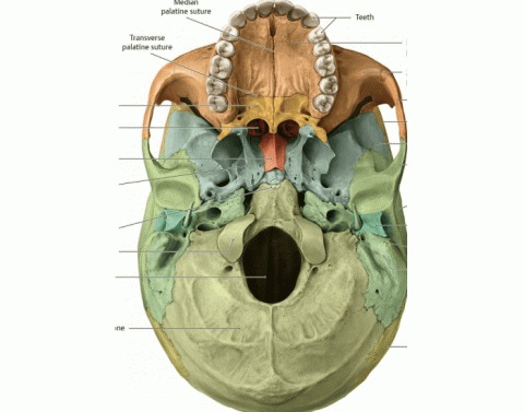 Bones of the Viscerocranium Quiz