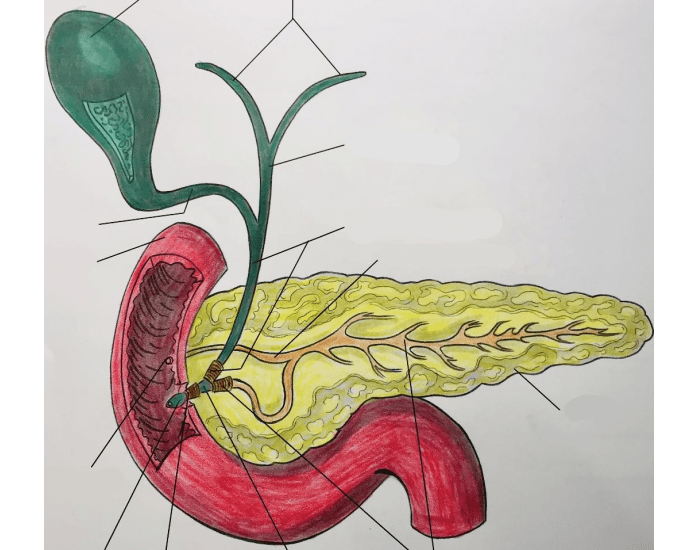 Gallbladder, pancreas. Anterior view Quiz