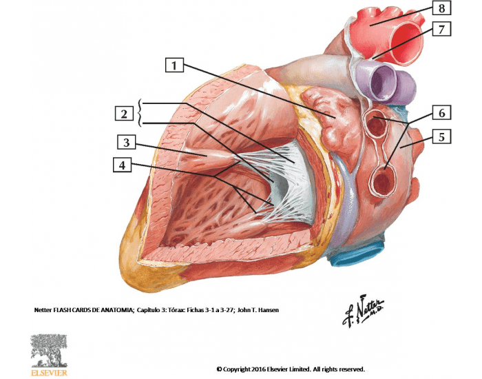 ANATOMIA INTERNA DO CORAÇÃO Quiz