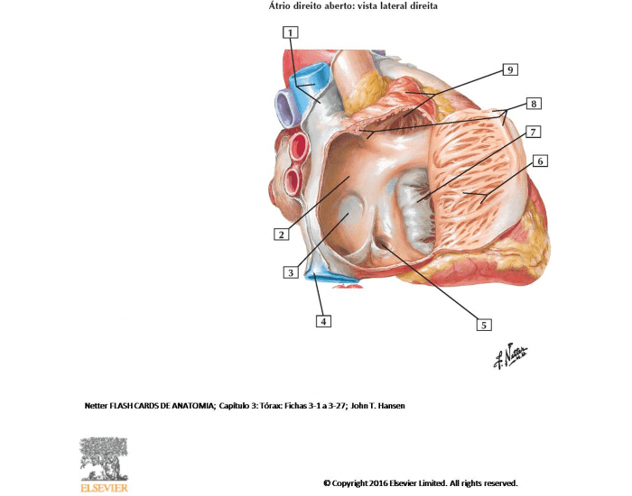 ANATOMIA INTERNA DO CORAÇÃO Quiz