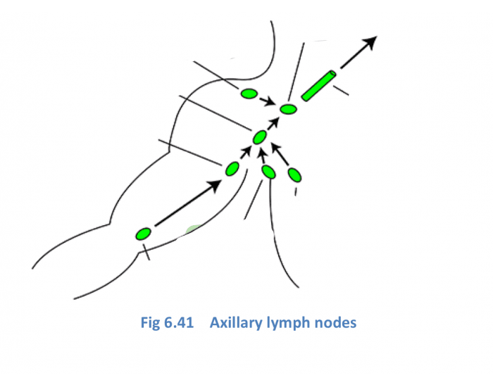 Axillary lymph nodes Quiz