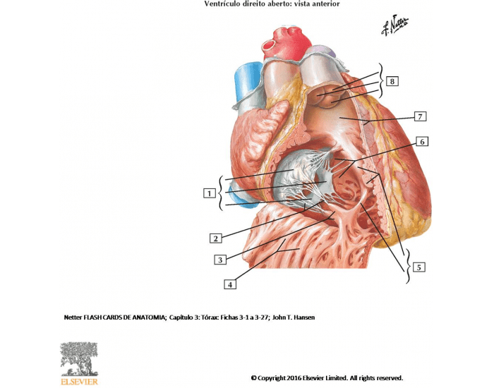 ANATOMIA INTERNA DO CORAÇÃO Quiz