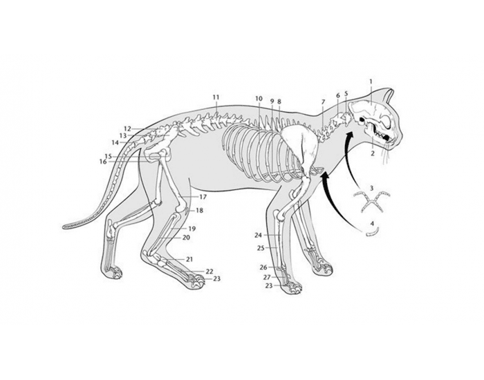 Review the Skeleton of the Cat Quiz