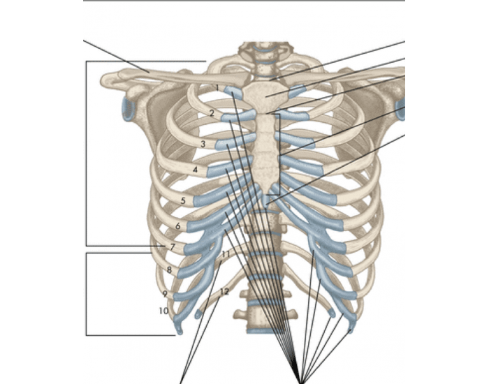 Thorax Based Label Label the Anterior View of The Bony Thorax — Printable Worksheet