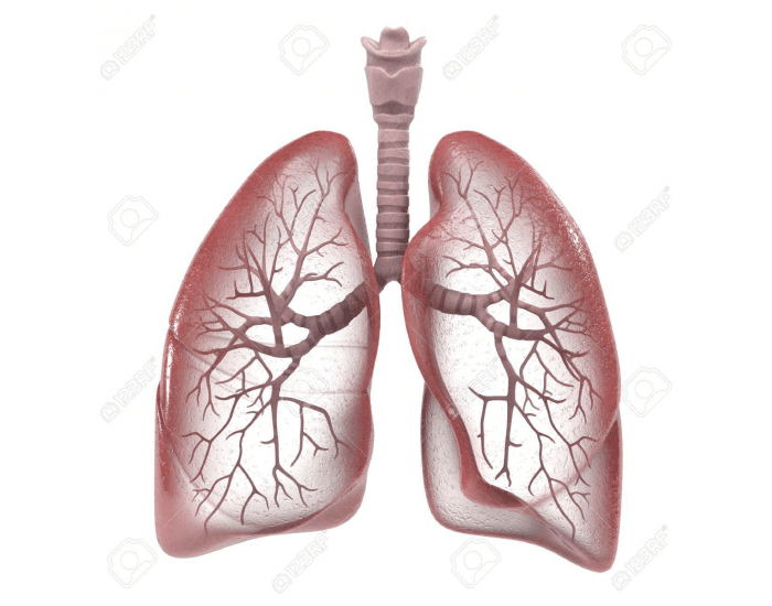 Label the poarts of the lungs Quiz