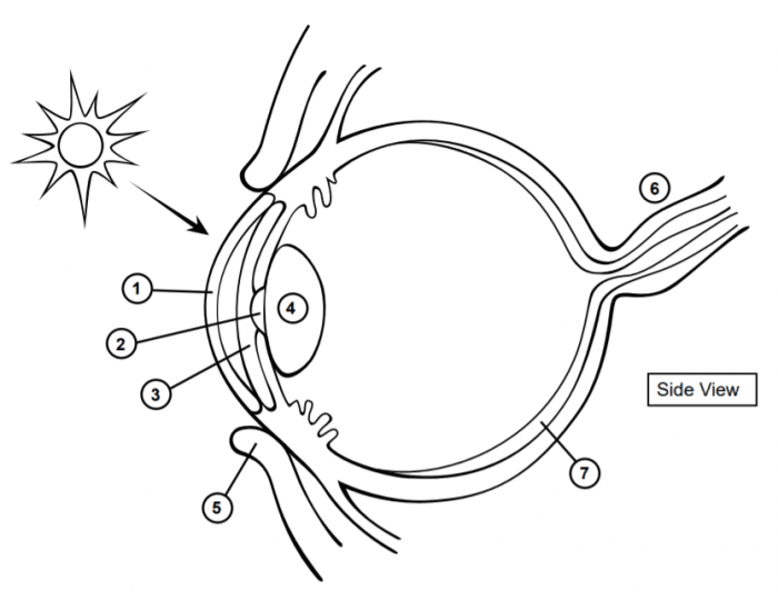HUMAN EYE Printable Worksheet
