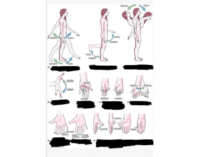 Movement Labeling Label The terms of movement pt.2 Quiz