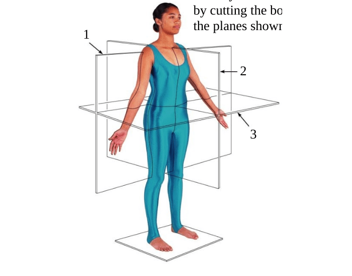 Anatomical Planes Quiz