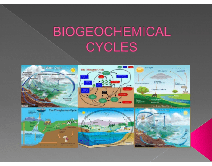 Image 4 for Biogeochemical Cycles Worksheet Answers