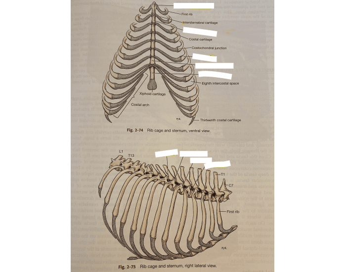 Canine Ribs Anatomy (canine) - rib cage and sternum Quiz