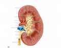 Kidney Structure
