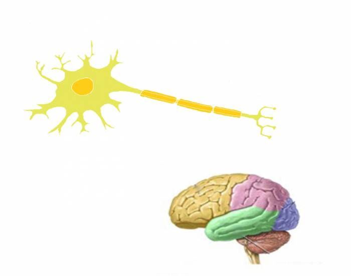 Brain Quiz, Project NEURON