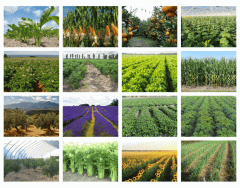  Crops 2 | Beautiful fields Quiz