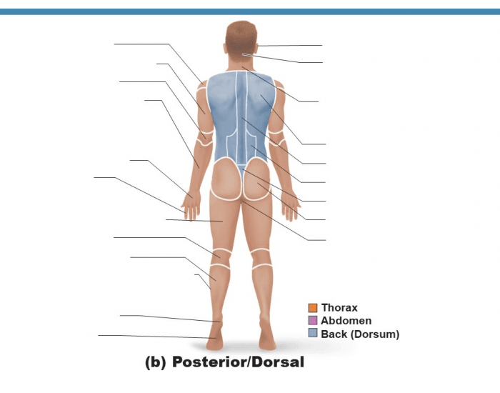 Posterior Anatomical Regions Quiz posterior-anatomical-regions-quiz