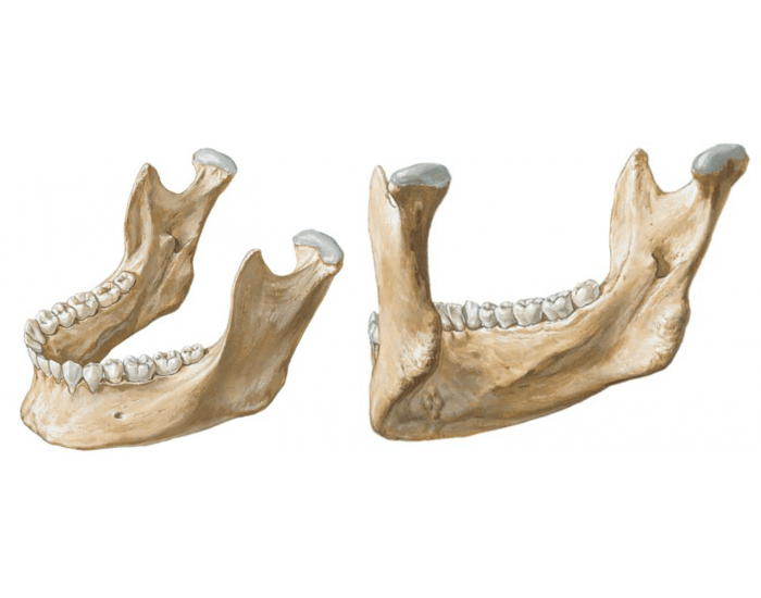 Anatomia da Mandíbula Quiz