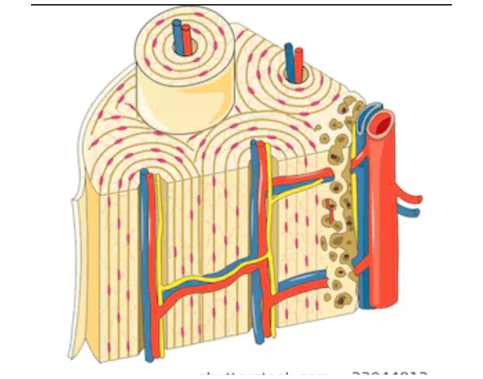 Compact Bone Illustration Quiz