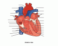 Anatomy of the Heart - Bio 5
