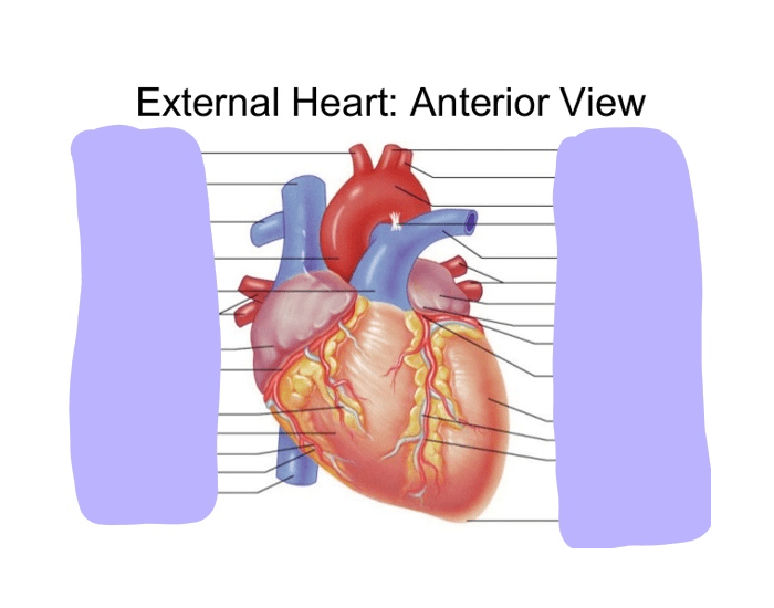 External Heart Anatomy: Anterior Quiz