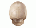 Skull Labeling (Posterior View)