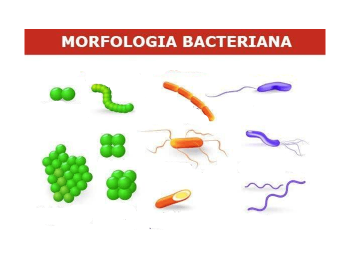 **Mapa Mental de la Morfología Bacteriana**