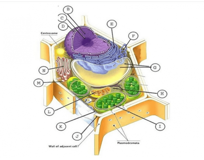 Plant Cell Quiz