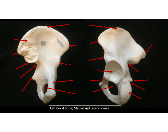 Coxal Router Coxal Bone