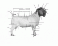 External Parts of a Goat 
