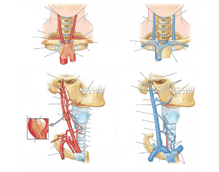 vascularizacion del cuello Quiz