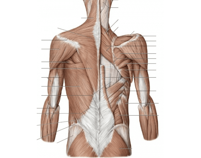 Back muscles Quiz