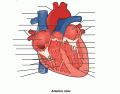 Identifying the Structures of the Heart