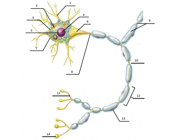 Neuron Quizzes