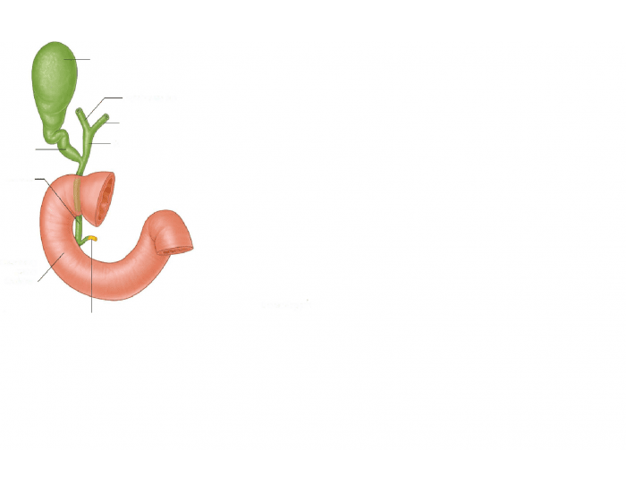 Bile Duct system Anatomy Quiz Biology Diagrams