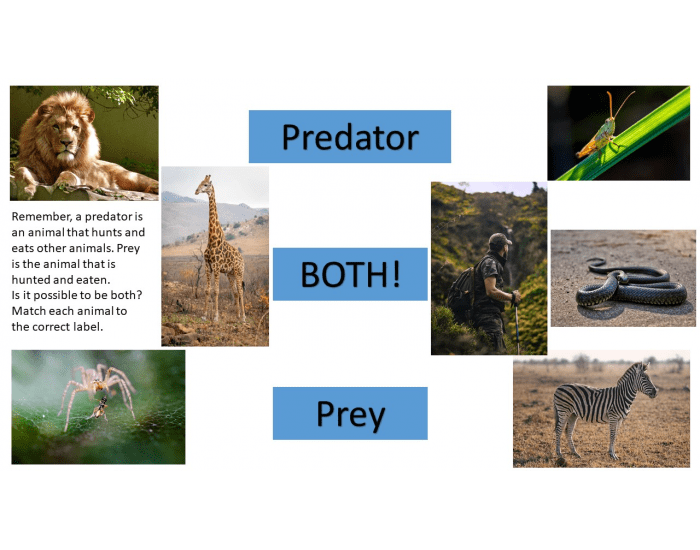 Predator or Prey Label Game