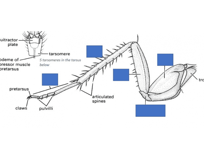 Insect Leg Anatomy