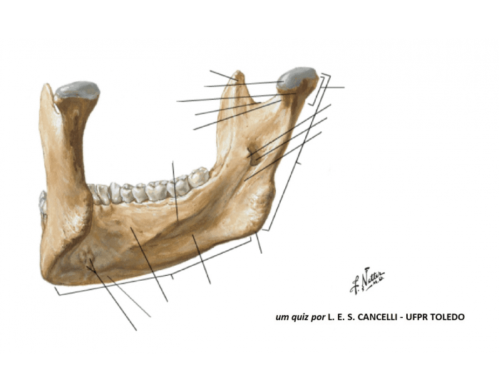 Anatomia da Mandíbula Quiz