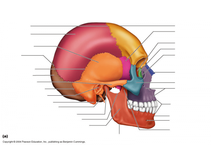 Skull Labeling Lateral View Quiz