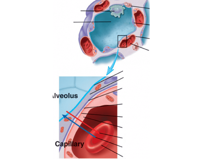 Where Is Alveolar Capillary Membrane at Liza Tubbs blog