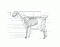 Skeleton of a Goat