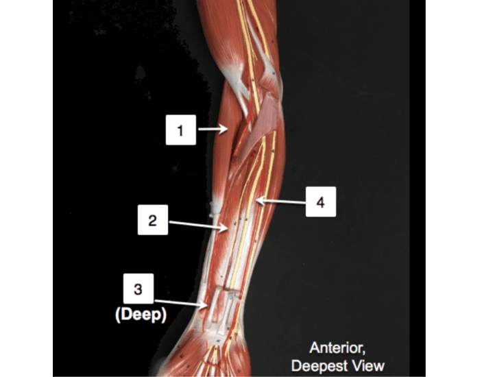 Forearm Inner Face Anterior Forearm Deep View Quiz