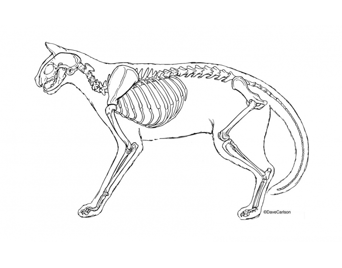 skeleton of cat 1 Quiz