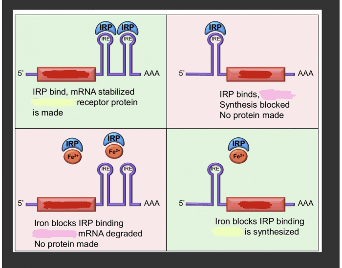 Regulation of transferrin & ferritin Quiz