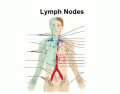 Lymph Nodes | Lymphatic and Immune System