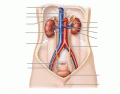 Organs of the Urinary System
