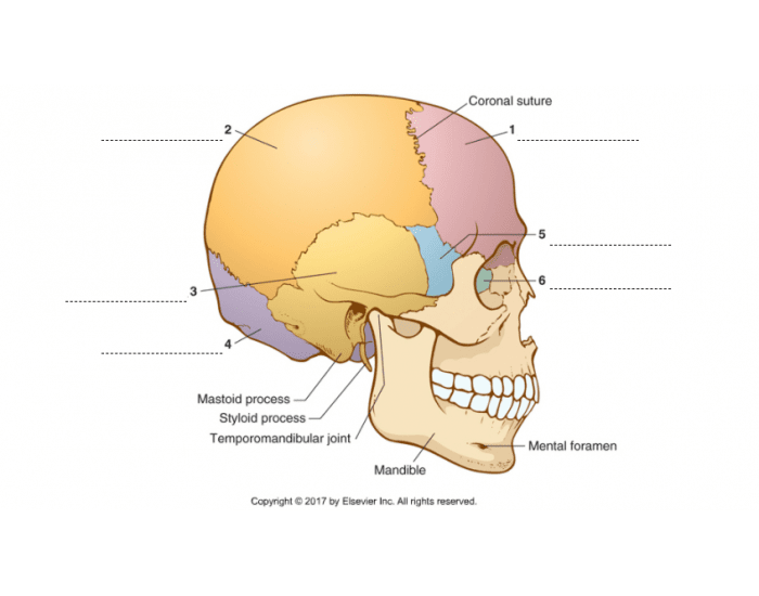 Cranial Bones Lesson 6 1 Exercise 3 Quiz