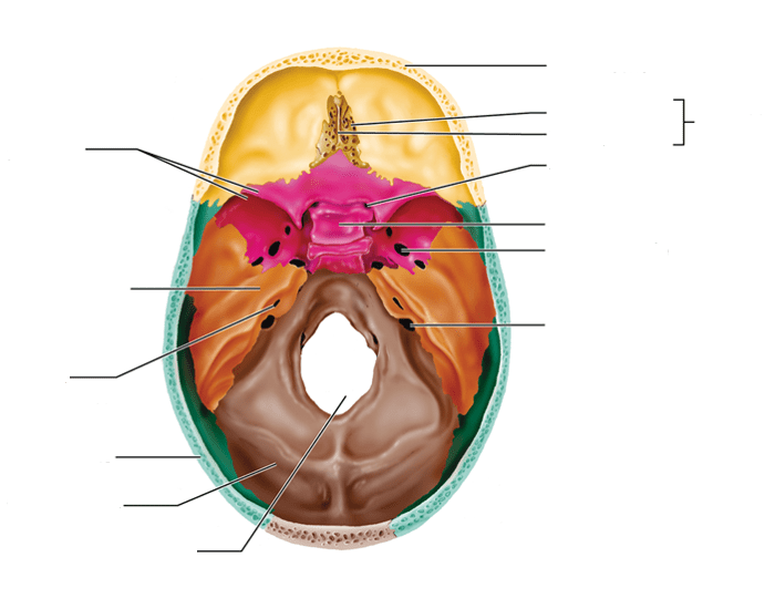 A&P Chapter 7: Superior view of skull, interior Quiz