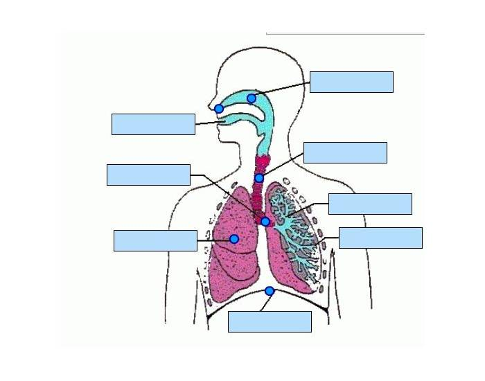 Label The Respiratory System Quiz 1786